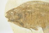 Uncommon Fossil Fish (Phareodus) - Wyoming #207909-1